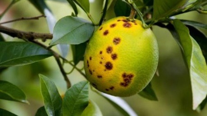 Na luta contra o greening, Paraná erradicou mais de 200 mil plantas no Noroeste