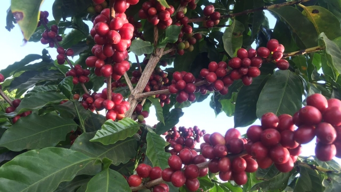 Chuvas ficam abaixo da média no Sul de Minas, mas safra de café está consolidada: Produtor precisa se atentar para 21/22