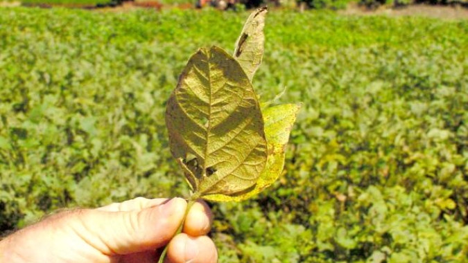 Em Mato Grosso do Sul, lavoura de soja exige monitoramento e manejo eficiente para garantir safra recorde no estado