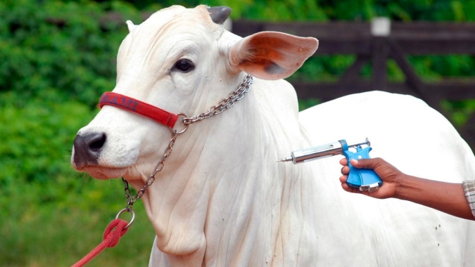 Campanha de vacinação da febre aftosa é prorrogada até 16 de julho em Sergipe