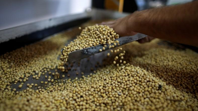 Soja: Destaque da semana, prêmios sobem até 25% no BR com baixa no câmbio e oferta restrita