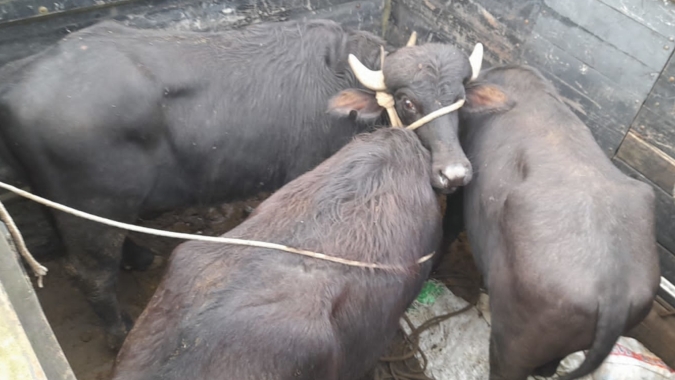 Cerca de 280 bubalinos podem ter se perdido após evento climático no Rio Grande do Sul
