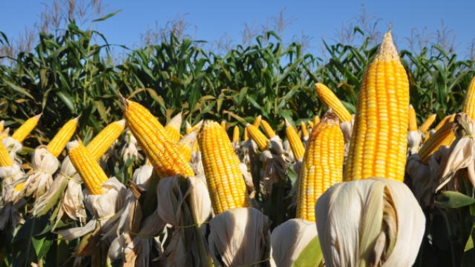 Bolsa de Cereais de Buenos Aires eleva produção de milho da Argentina em 2 milhões de toneladas