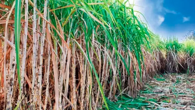 Produção de açúcar da Índia cai 24,78% e atinge 10,885 mi de t, diz Isma