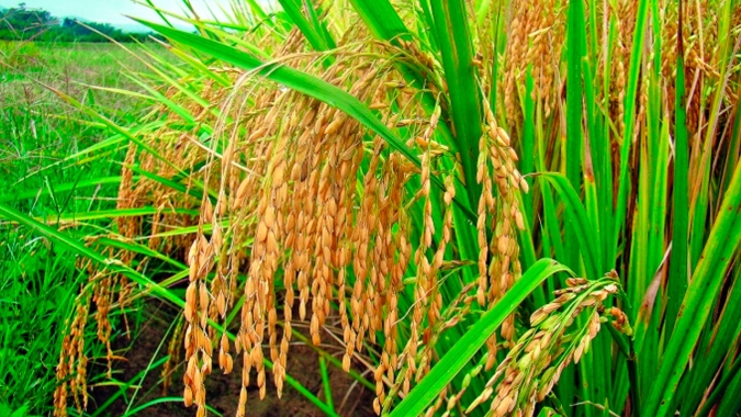 Clima reduziu intenção de plantio do arroz no RS e produtores esperam preços entre 70 e 80 reais em 2021