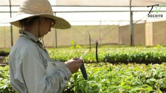 Valor da Produção Agropecuária é de R$ 697 bilhões, o maior dos últimos 31 anos