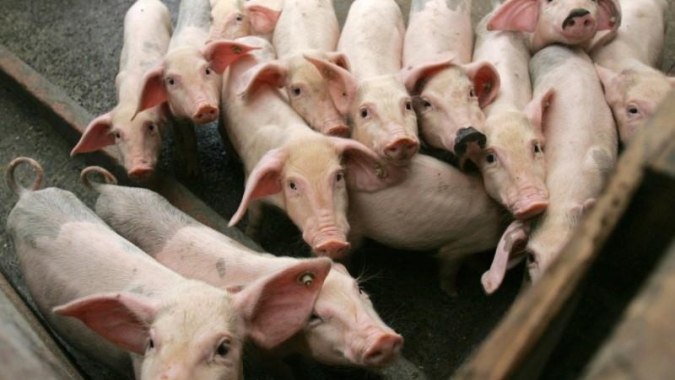 Suinocultores se preocupam com possível redução de abate no BR devido a quedas de preço da carne na China