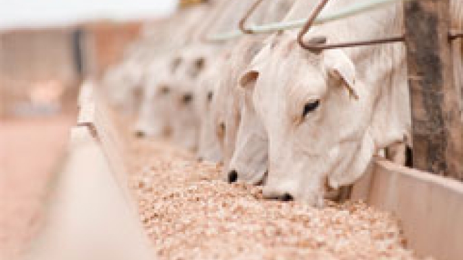 Embrapa vai leiloar 780 animais