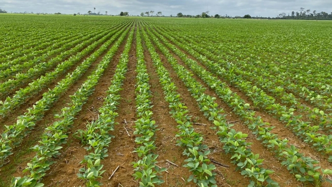 Plantio da soja avança no Pará com expectativa de 8% a mais nos hectares cultivados