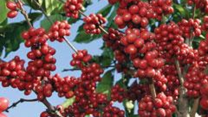 Café/Cepea: Indicador do arábica completa 12 meses de alta consecutiva