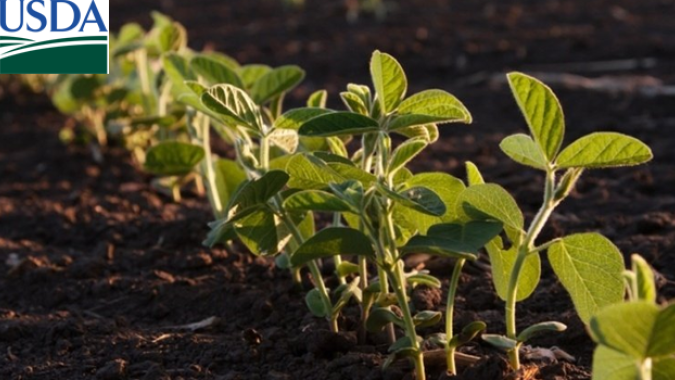 USDA traz nova redução na qualidade das lavouras americanas de soja e milho