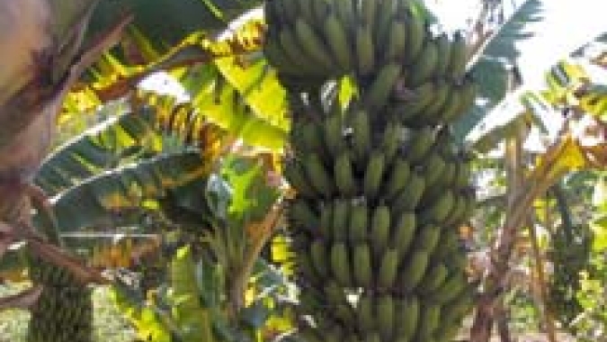 Práticas de manejo e idade do bananal afetam emissões de gases de efeito estufa