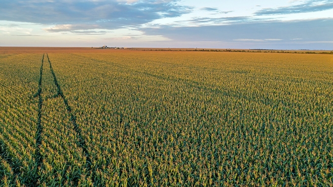 Segurança alimentar desafia grandes regiões do agro brasileiro a produzir mais e melhor