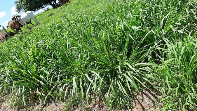 Área do IDR-Paraná mostra novas pastagens para produtores da região Noroeste