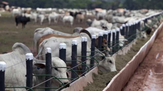 Nova Zelândia: navio com 5.800 bovinos afunda por mau tempo; país interrompe embarque de gado vivo