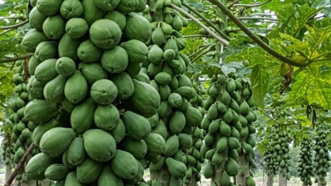 Mamão/Cepea: Volume exportado cai significativamente em 2022