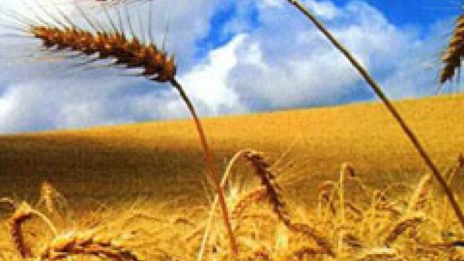 Trigo/Cepea: Preço cai no exterior e retoma patamar de antes da guerra; no BR, valores avançam