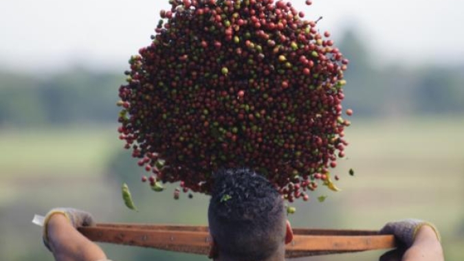 Mercado nervoso: Com safra batendo na porta, robusta atinge recordes e arábica avança mil pontos