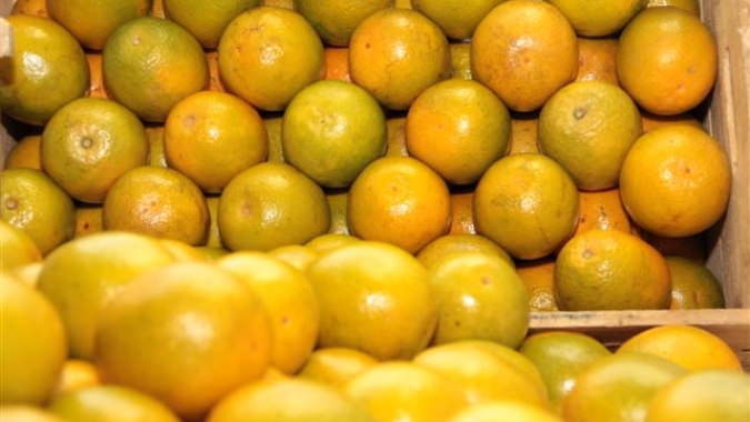 Cutrale investirá R$500 mi em laranja no MS, diz governo; CitrusBR vê nacionalização do setor