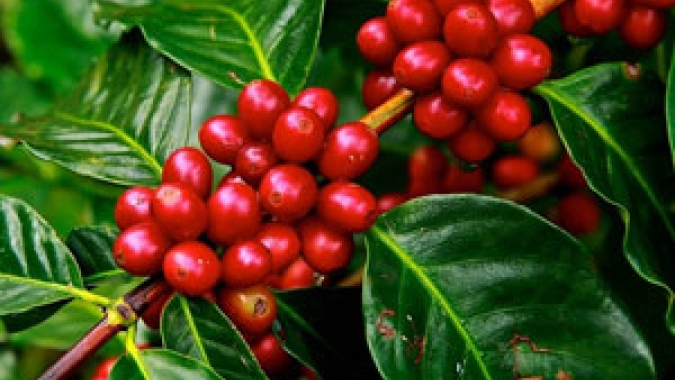 Estudo mostra que teores mais altos de CO2 alteram compostos fenólicos da folha do café