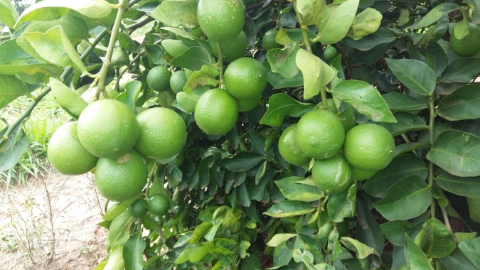 Agricultor investe no cultivo de limão; a expectativa é colher 80 toneladas em um ano