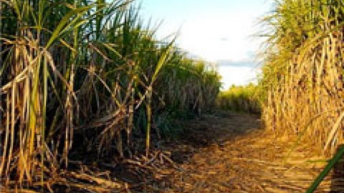 Consórcio Canamilho será tema de palestra do Congresso Nacional de Milho e Sorgo 2022