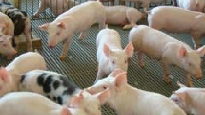 Simpósio de Suinocultura Aurora Coop debate qualidade de leitões