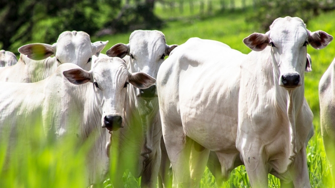 Boi: cotações da carne e do boi gordo recuam na parcial de janeiro