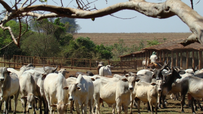 Emater/RS: Temperaturas amenas melhoram a engorda do gado de corte
