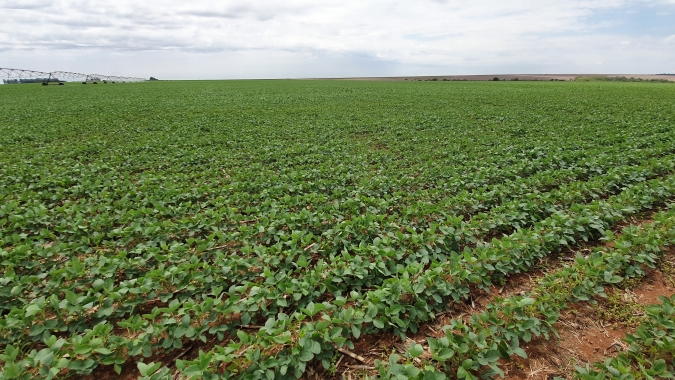 MS deve expandir área plantada e colher 12,7 milhões de t de soja na safra 2021/22