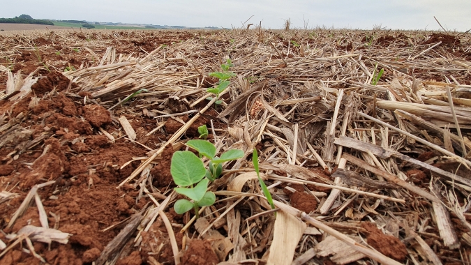 AgRural: Plantio de soja acelera e vai a 4%, mas chuva ainda é irregular