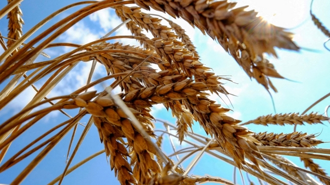 Secretário de Agricultura de SP participa de reunião da Câmara Setorial do Trigo do estado