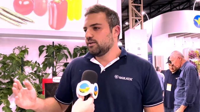 Técnica já bastante utilizada na fruticultura, uso de porta enxerto ganha espaço entre as hortaliças, resultando em maior produtividade e qualidade dos produtos