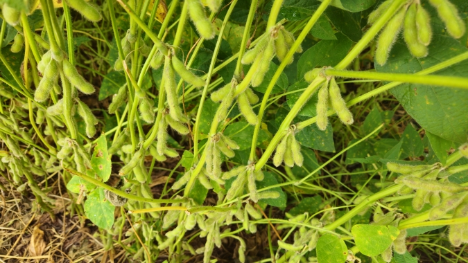 Bactéria disponibiliza maior quantidade de Nitrogênio para crescimento da soja por meio da fixação foliar