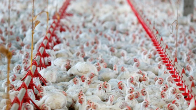 Frango vivo: desempenho em dezembro e em 2019