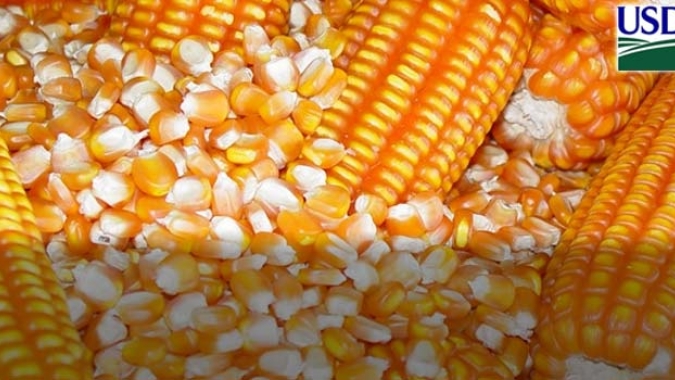 Milho Balcão: Conab pode adquirir até 51,8 mil toneladas do cereal na próxima quinta-feira