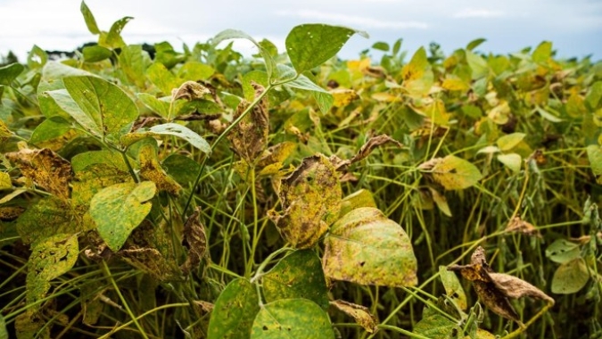 Inicia nesta quarta-feira (15) o vazio sanitário da soja em Mato Grosso