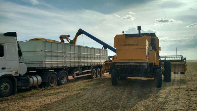 Colheita de soja vai a 60% da área em MT; Imea está em “alerta” com atraso no milho