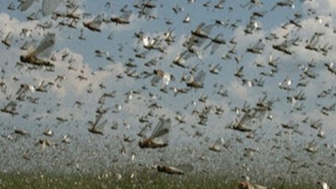 Governo argentino recebe alerta sobre quarta nuvem de gafanhotos em Salta