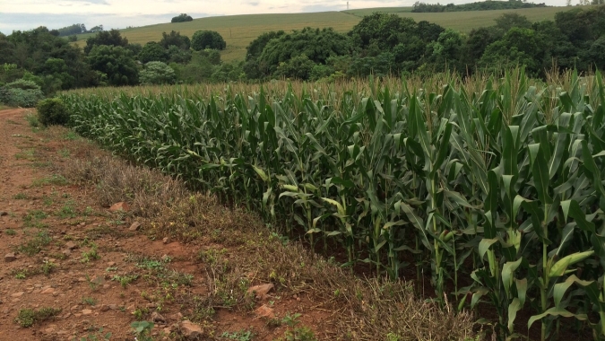 Mato Grosso do Sul deve plantar mais milho em 23 do que em 22, mas colher menos, aponta Famasul