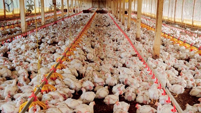 Novembro começa nesta terça-feira com mercado de frango com cotações lateralizadas