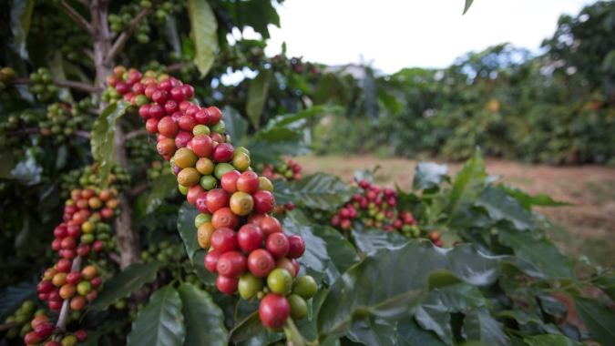 Café abre com poucas variações após queda expressiva: Mercado atento à nova variante e consumo