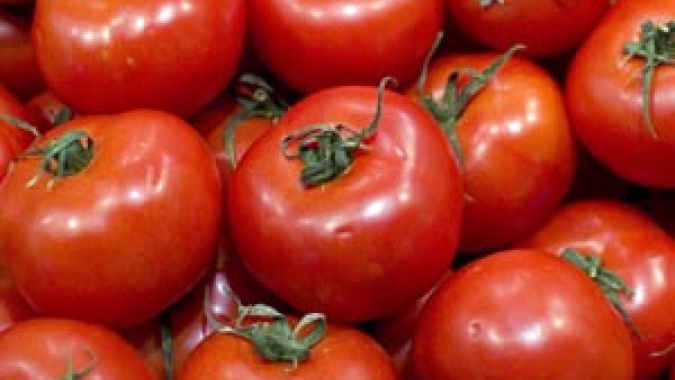 Tomate/Cepea: Safra de inverno começa a se intensificar