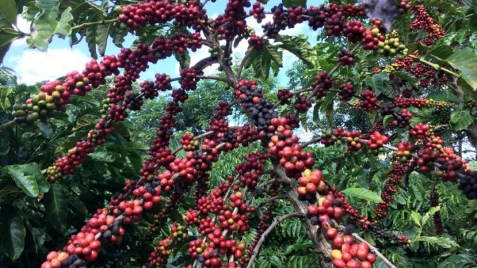 Chuvas: Zona da Mata de Minas tem perda de 15 mil sacas de café; Emater-MG acompanha situação em todo o estado