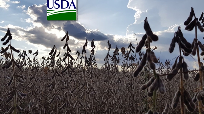 USDA informa nova venda de óleo de soja para a Índia e soja para China nesta 6ª