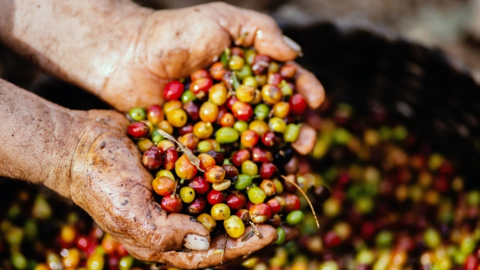 Depois das baixas, café abre negociação com ajustes técnicos em Nova York