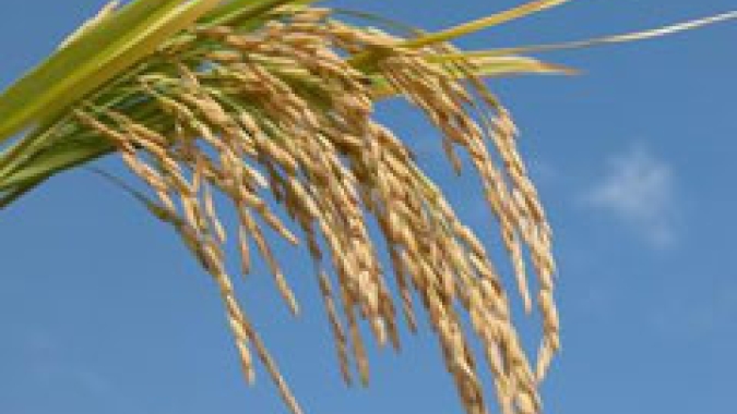 Arroz/Cepea: Quedas de preços limitam margens de produtores