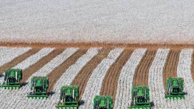 USDA: Vendas semanais de algodão dos EUA 21/22 totalizam 284,80 mil fardos