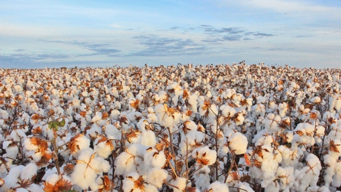 Pesquisadores alertam para perdas de até 100% das plumas de algodão por ataque  de Aphelenchoides