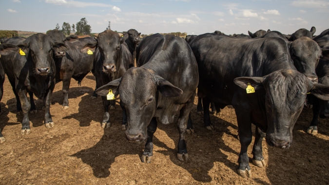 Comissão pede informações sobre pecuária no Pantanal a ministra